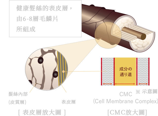 すこやかな毛髪にはキューティクルが6-8枚重なっている